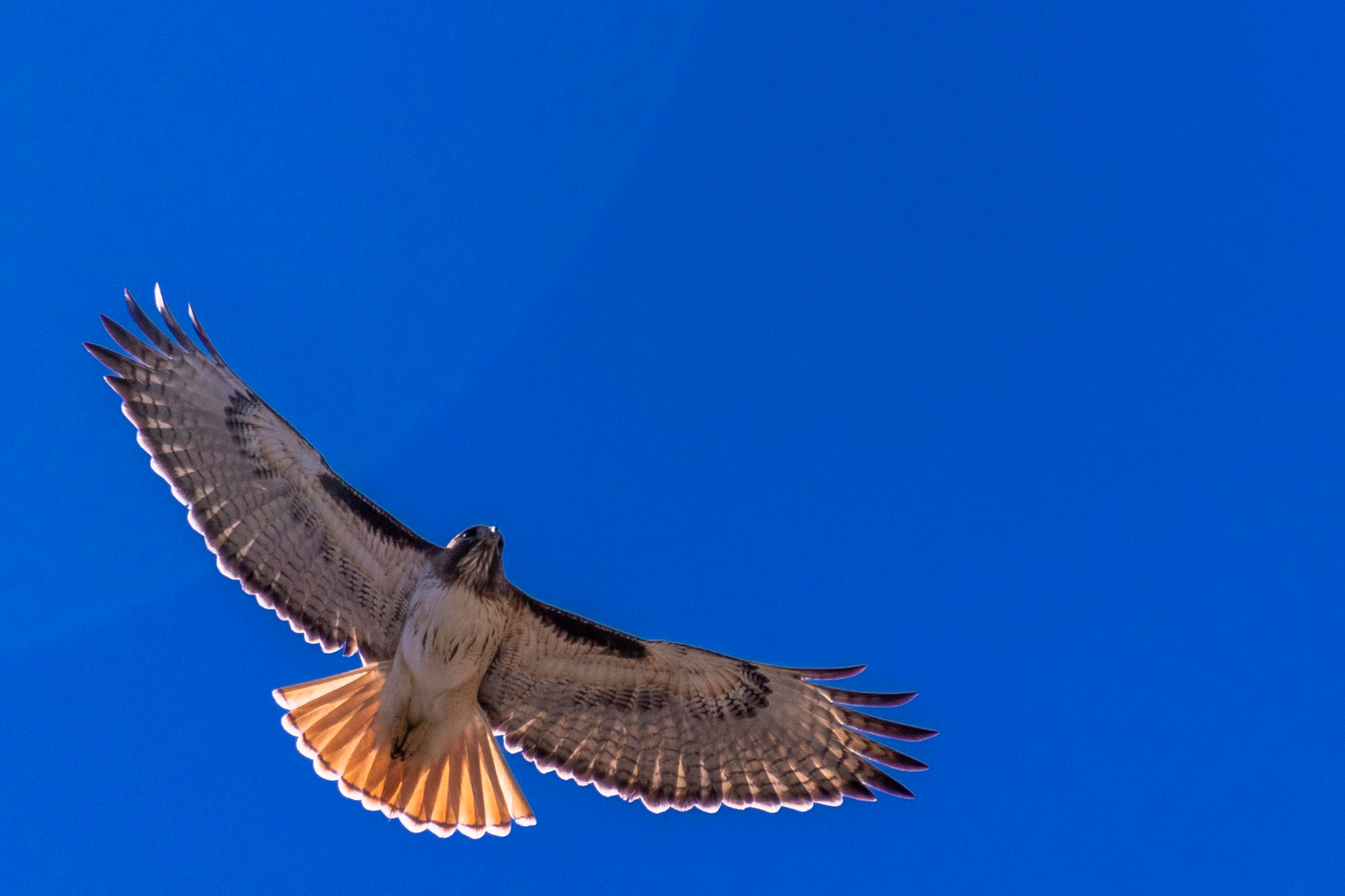 Hawk flight